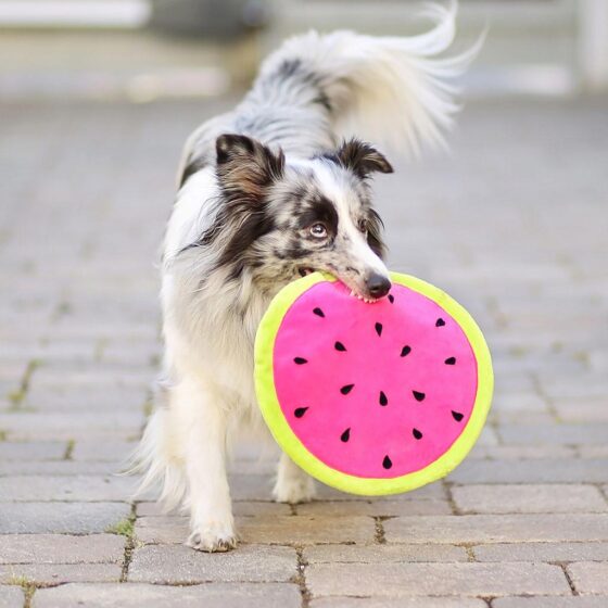 Sewing for dogs: melon frisbee made from minky fabric