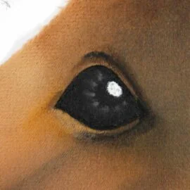 Hobby Horse painting the eyes