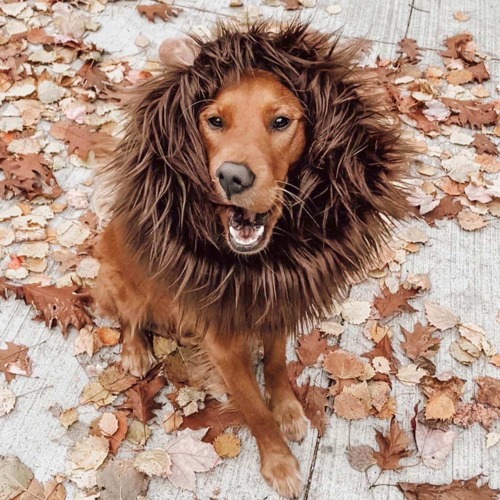 Dog lion costume for Halloween, sewn using our FANTASTIC Furs ✶ Fuzzy Fur